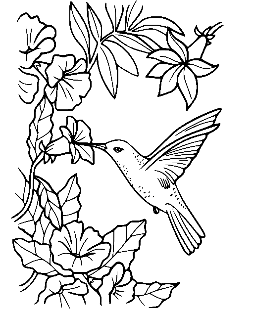 Hummingbird coloring pages printable for free download