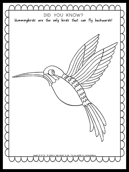 Hummingbird coloring page with fun fact free printable â the art kit