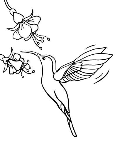 Free hummingbird coloring page