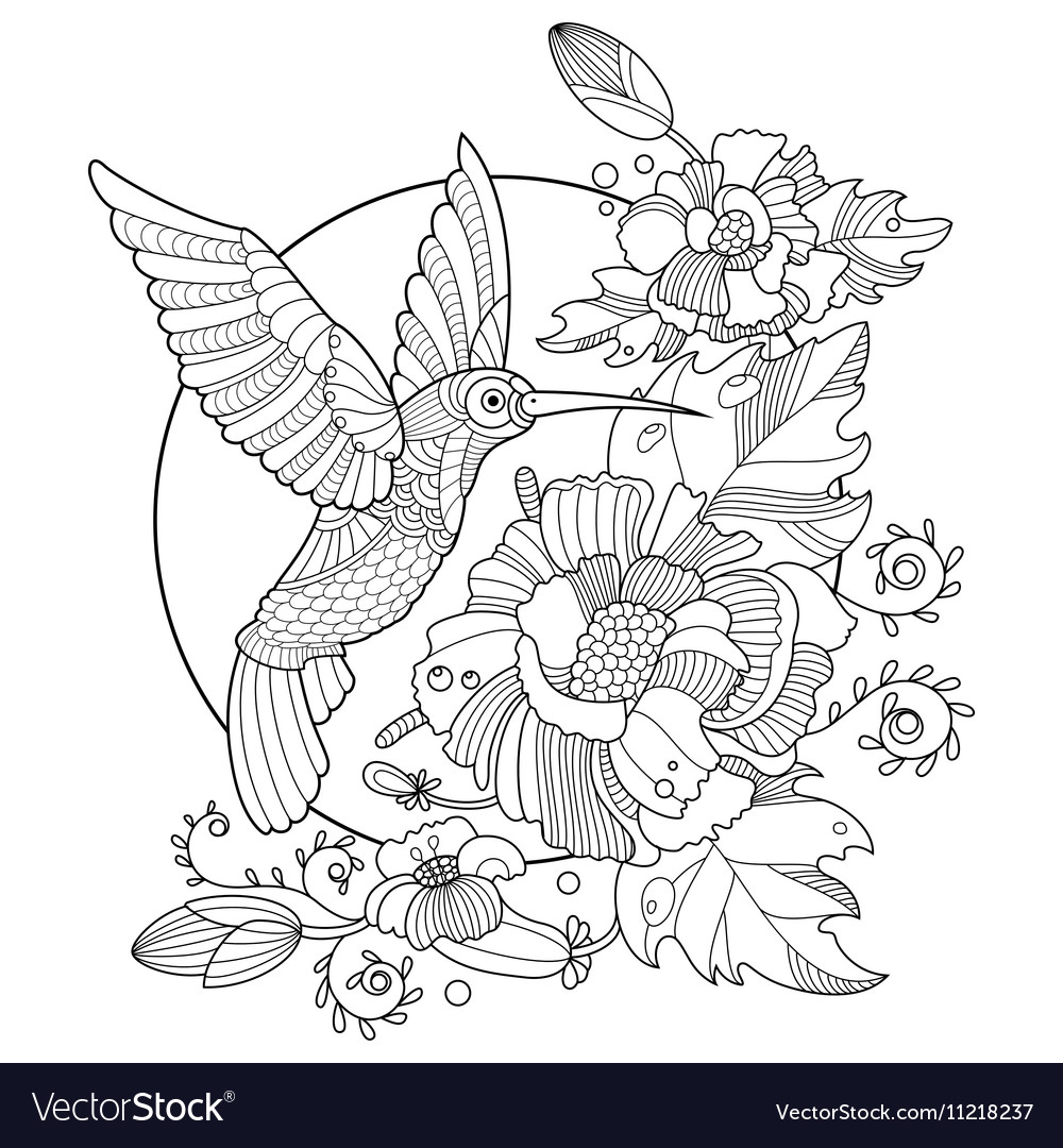 Hummingbird coloring book for adults royalty free vector