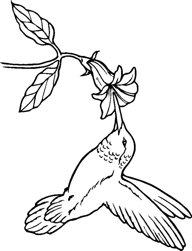 Hummingbird coloring page