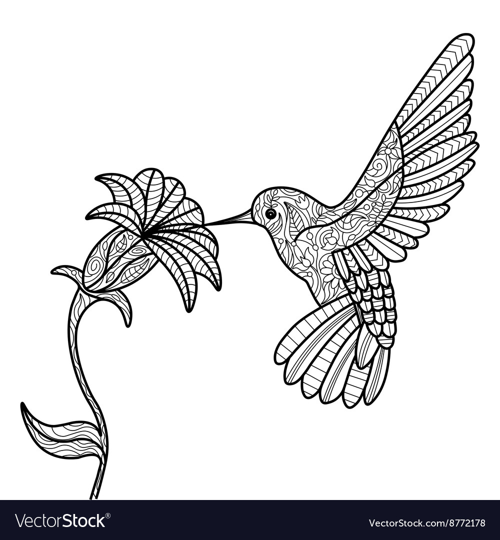 Hummingbird coloring book for adults royalty free vector