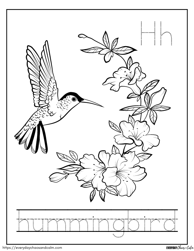 Free hummingbird coloring pages for kids