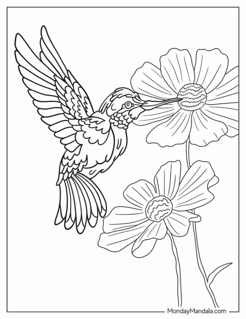 Hummingbird coloring pages free pdf printables