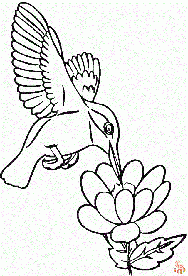 Hummingbird coloring pages