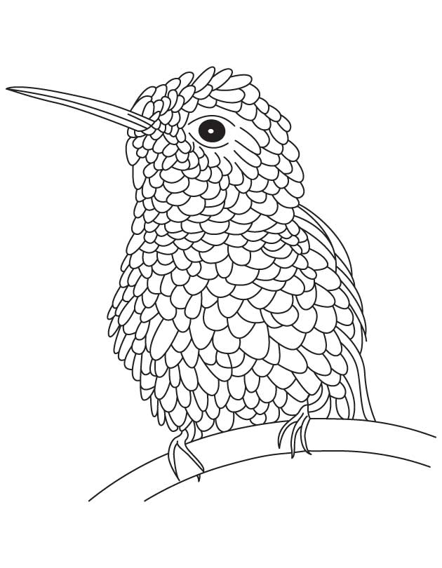 Textured hummingbird coloring page download free textured hummingbird coloring page for kids best coloring pages