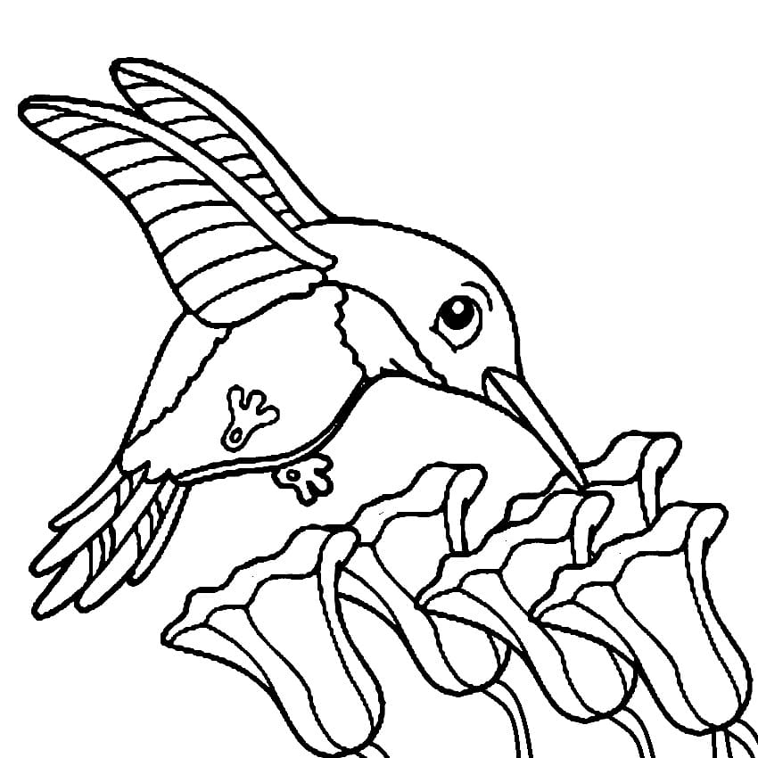 Cute hummingbird coloring page