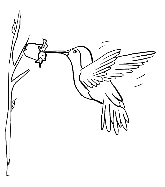 Hummingbird coloring pages printable for free download