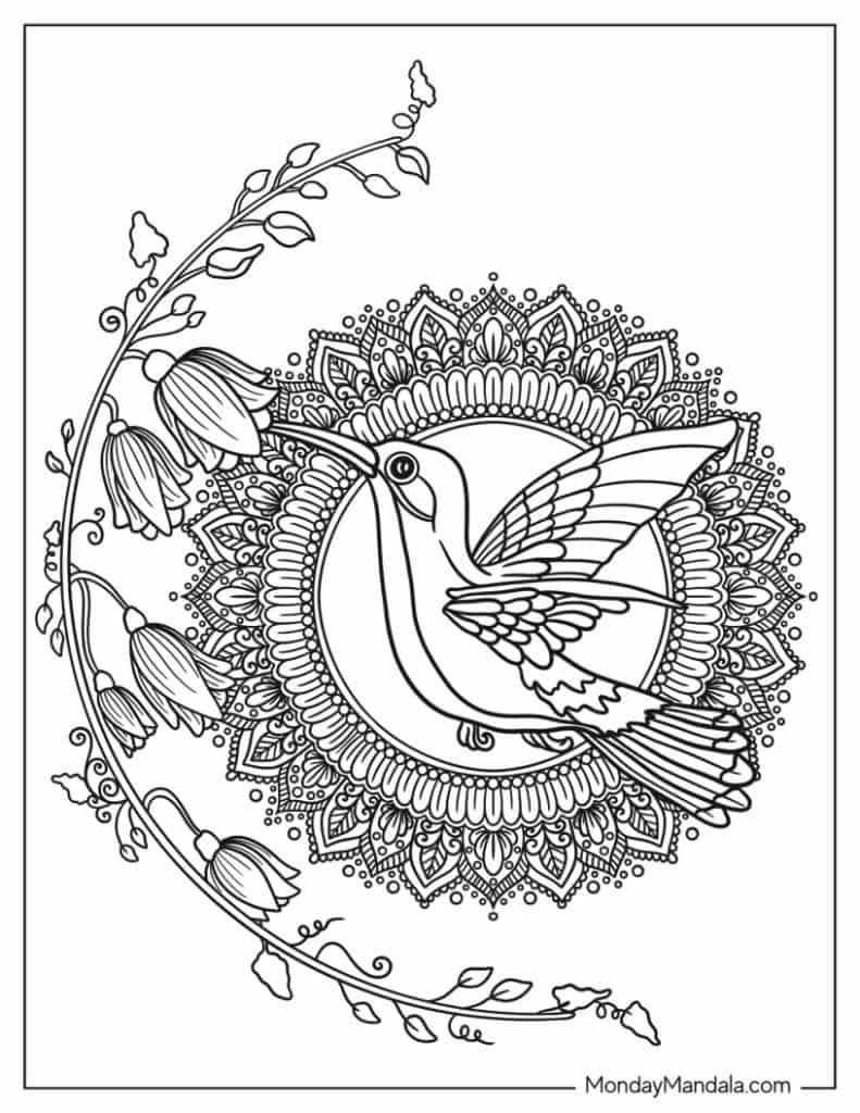 Hummingbird coloring pages free pdf printables