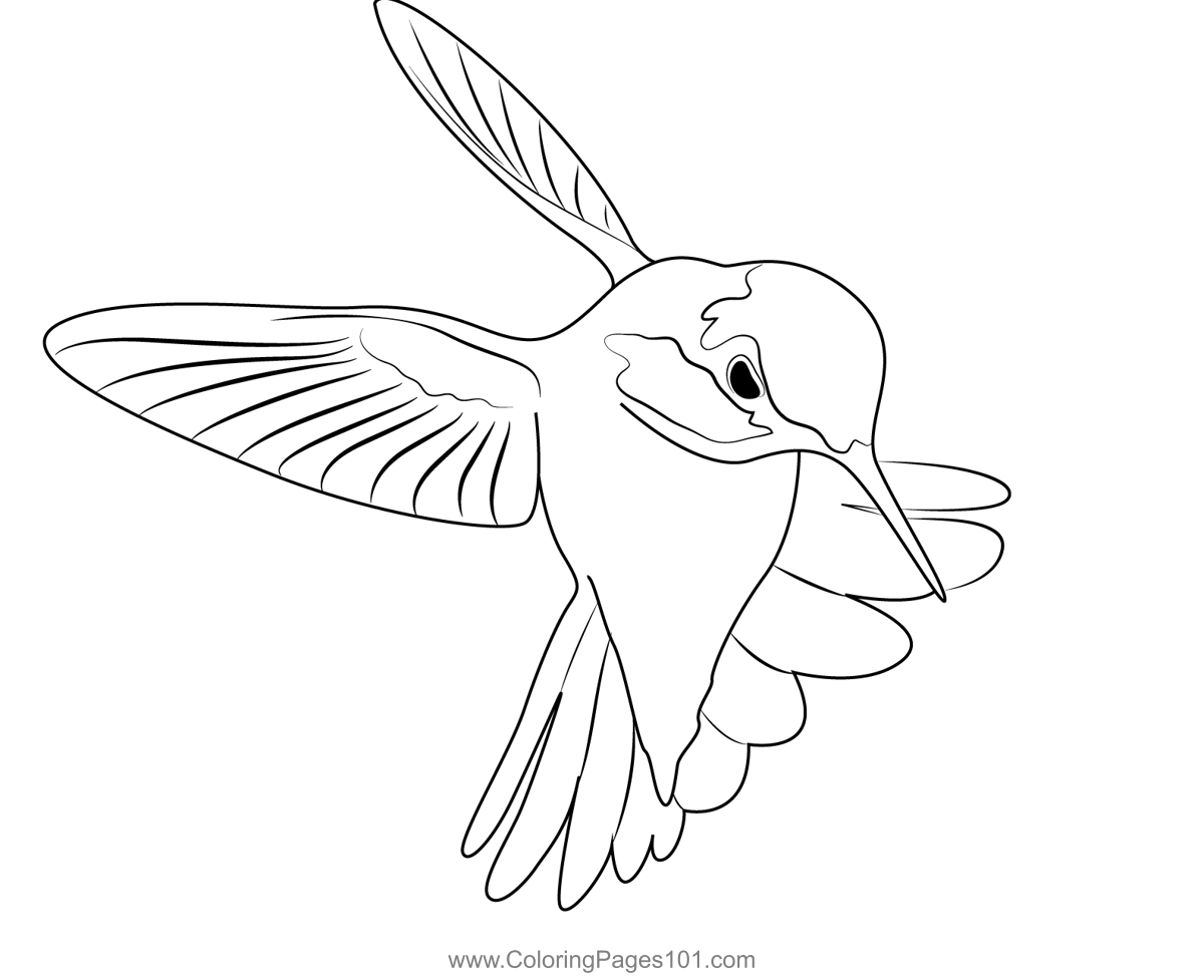 Cute hummingbird coloring page for kids