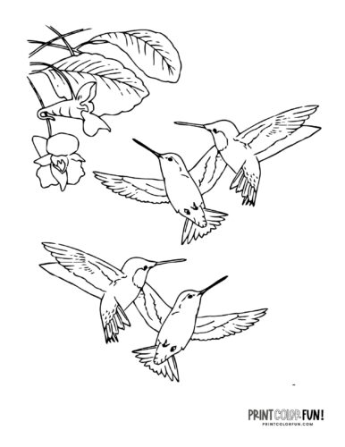 Hummingbirds coloring pages color clipart at