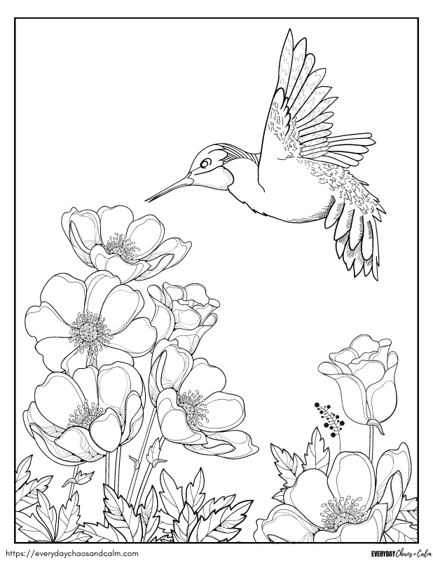 Free hummingbird coloring pages for kids