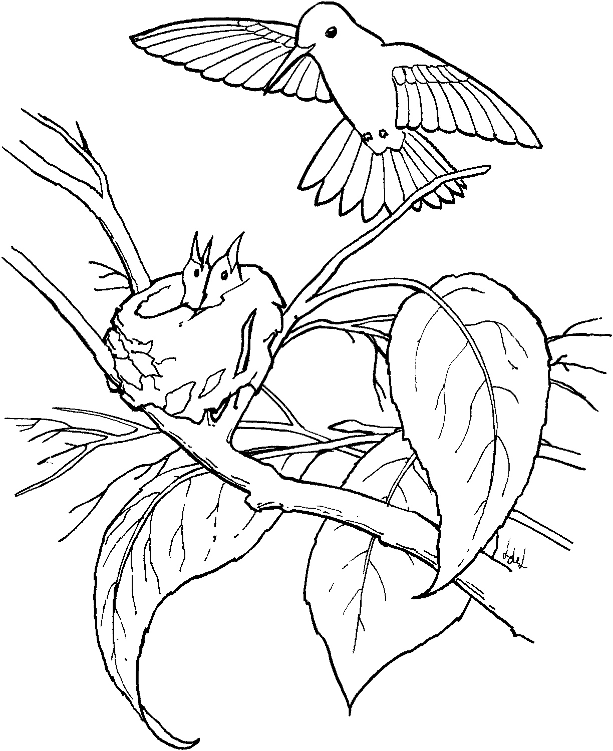 Free printable hummingbird coloring pages for kids