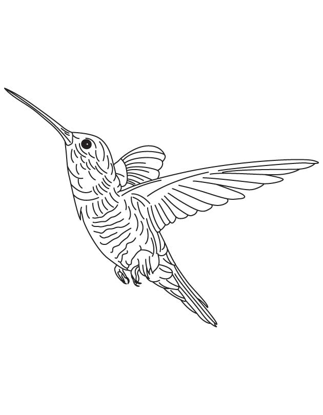 Hovering hummingbird coloring page download free hovering hummingbird coloring page for kids best coloring pages