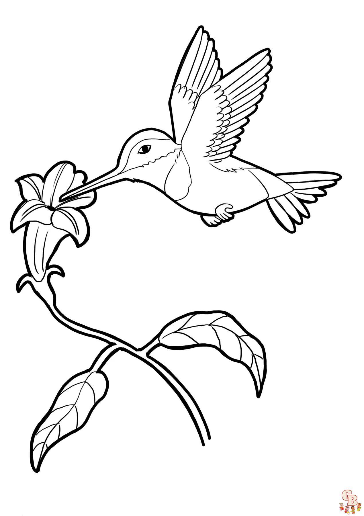 Hummingbird coloring pages