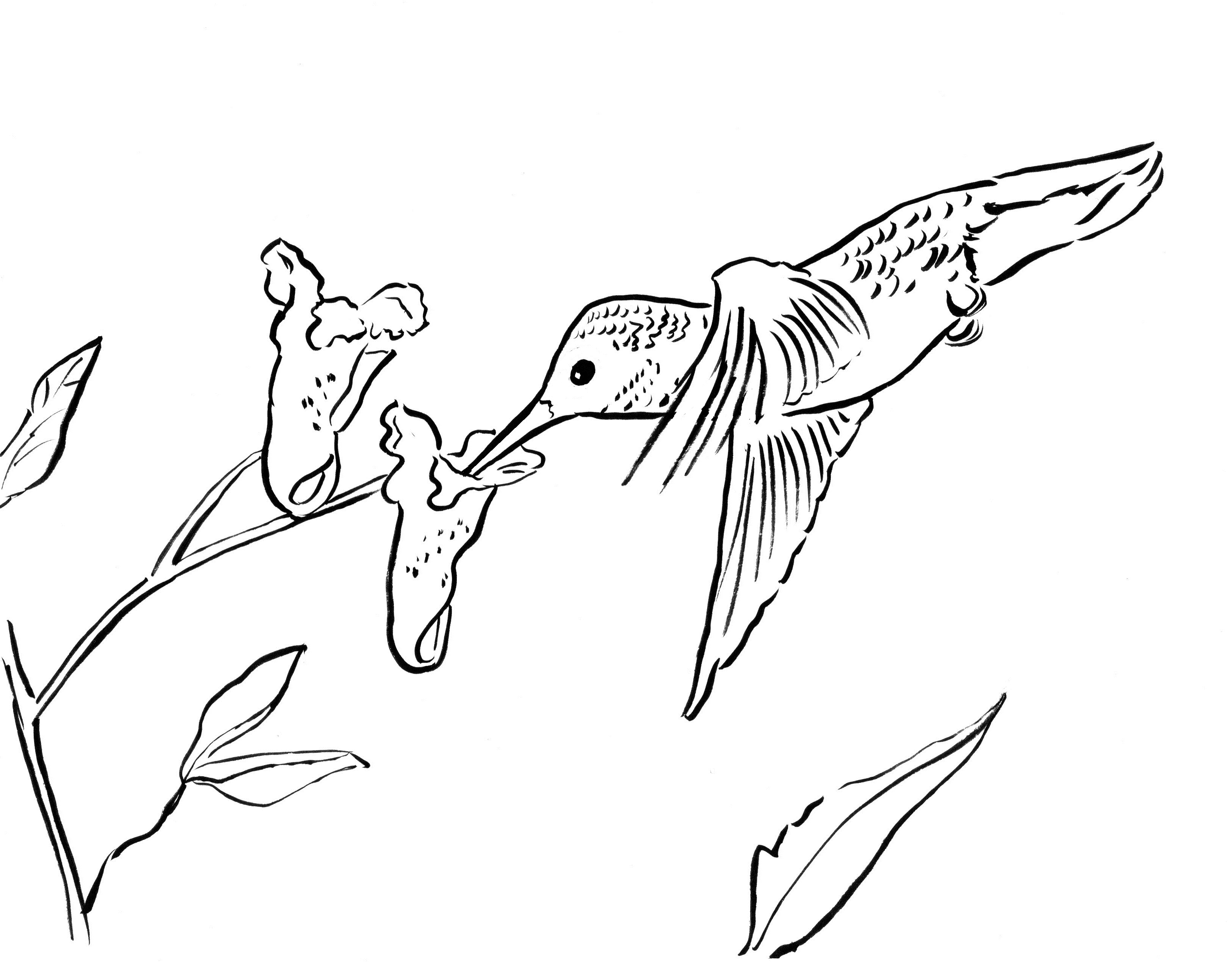 Hummingbird coloring page