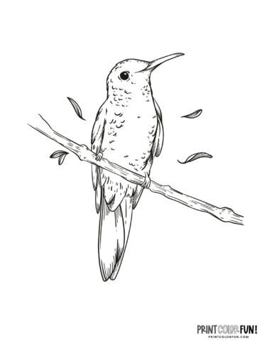 Hummingbirds coloring pages color clipart at