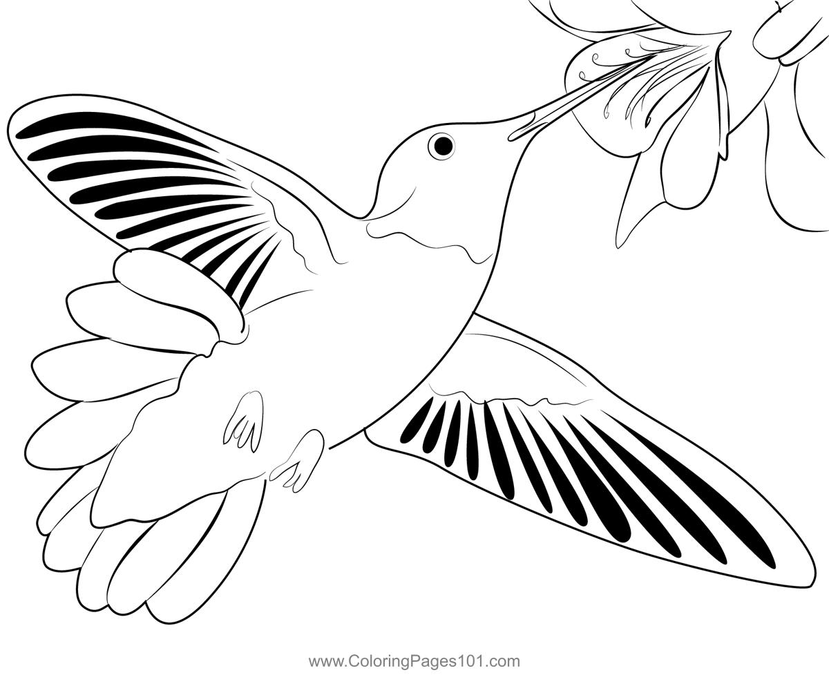 Gorgeous hummingbird coloring page for kids