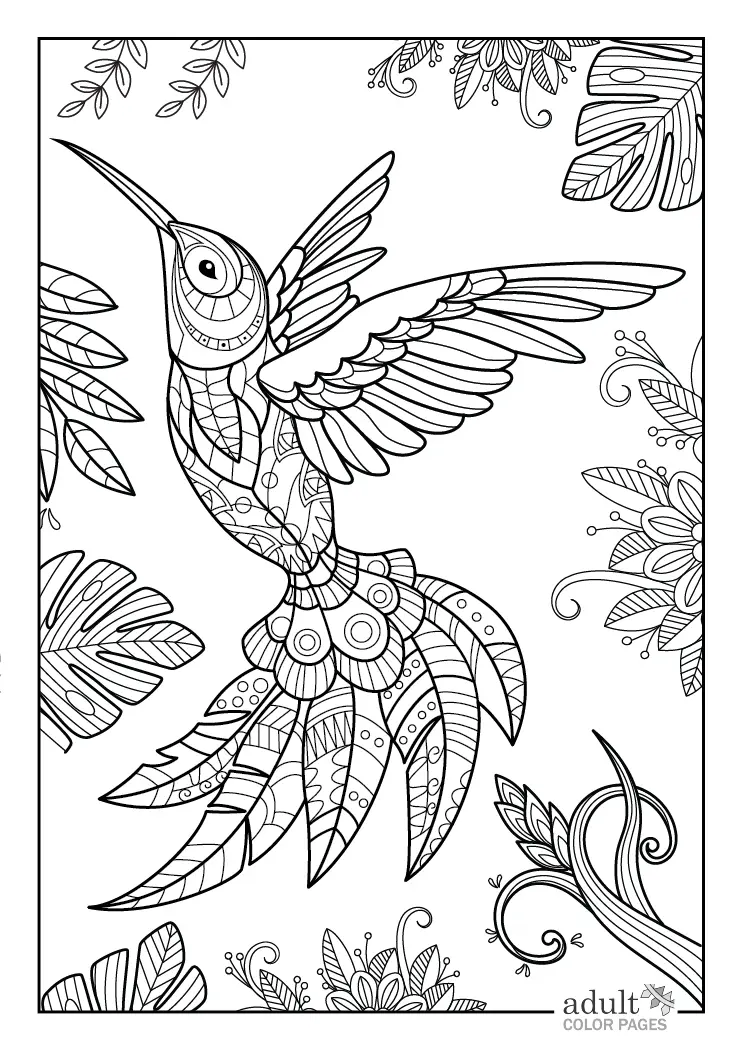 Free printable detailed hummingbird coloring page for adults