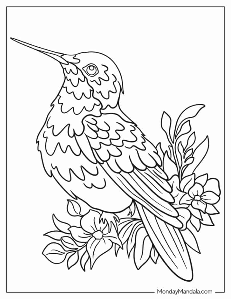 Hummingbird coloring pages free pdf printables