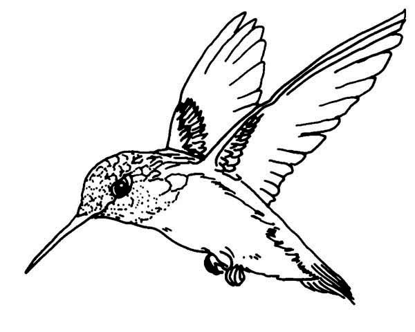 Flying magnificent hummingbird coloring page kids play color hummingbird drawing bird coloring pages bird drawings