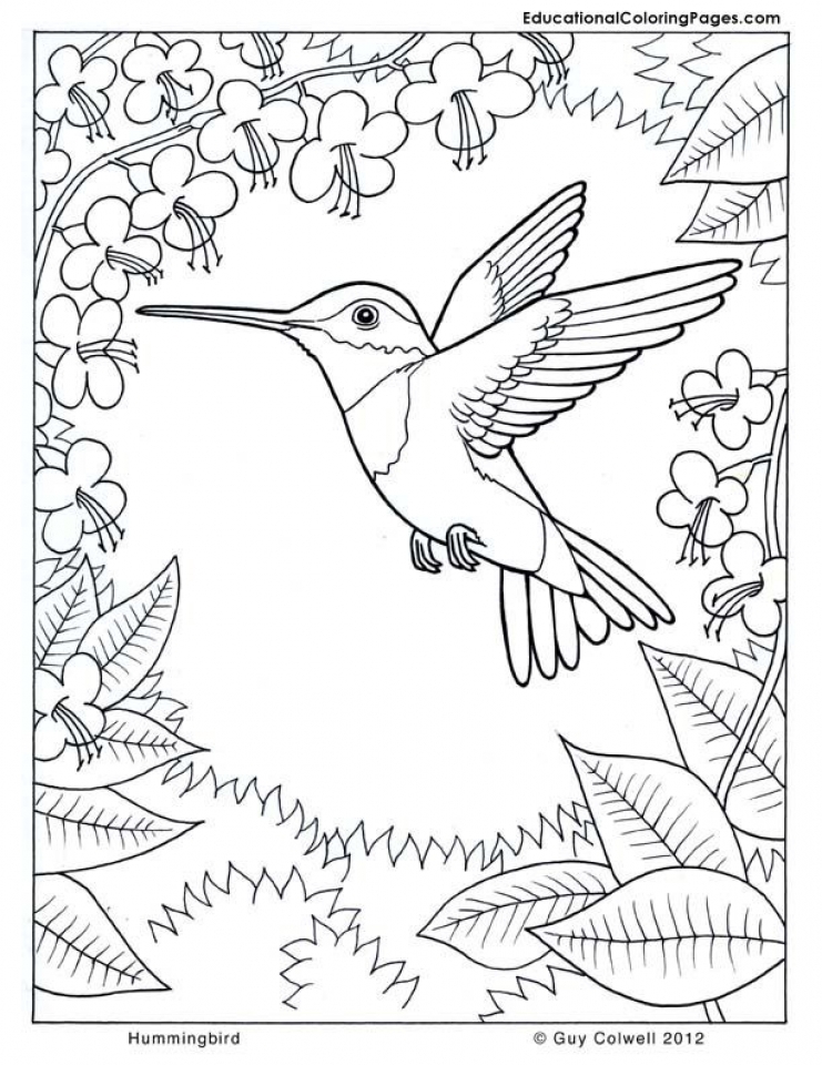 Get this free hummingbird coloring pages to print