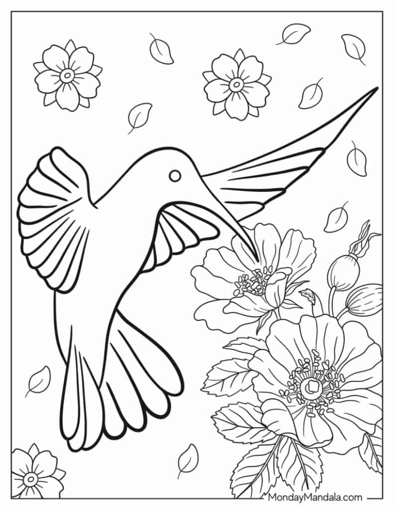 Hummingbird coloring pages free pdf printables