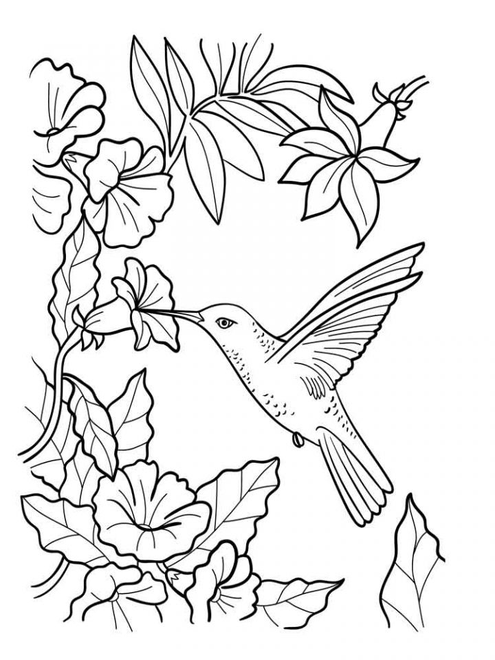 Get these free printable hummingbird coloring pages only at everfreecoloring express yourselfâ bird coloring pages flower coloring pages hummingbird colors