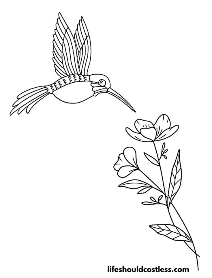 Hummingbird coloring pages free printable pdf templates