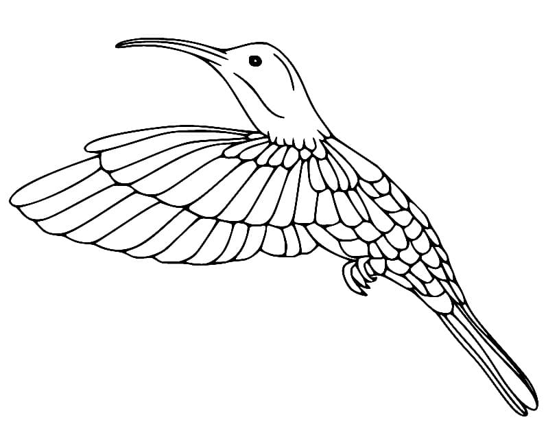 A flying hummingbird coloring page