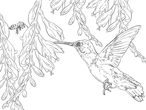 Bee hummingbird coloring page free printable coloring pages