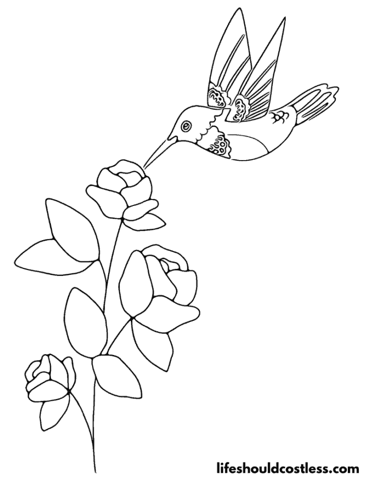 Hummingbird coloring pages free printable pdf templates