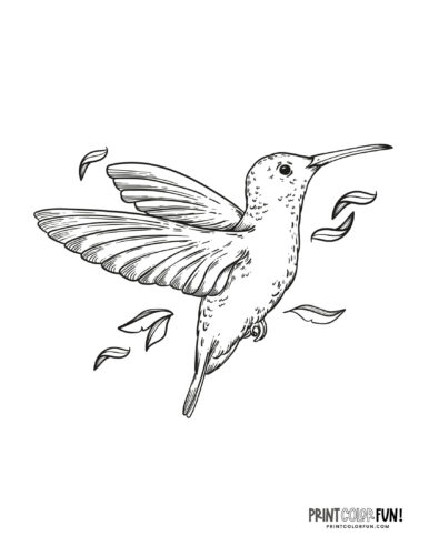 Hummingbirds coloring pages color clipart at