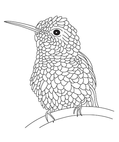 Hummingbird coloring pages free printable pages for kids