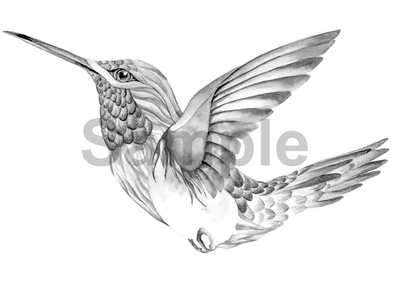 Coloring page hummingbirds grayscale high resolution printable single coloring page with color guide hummingbird heaven