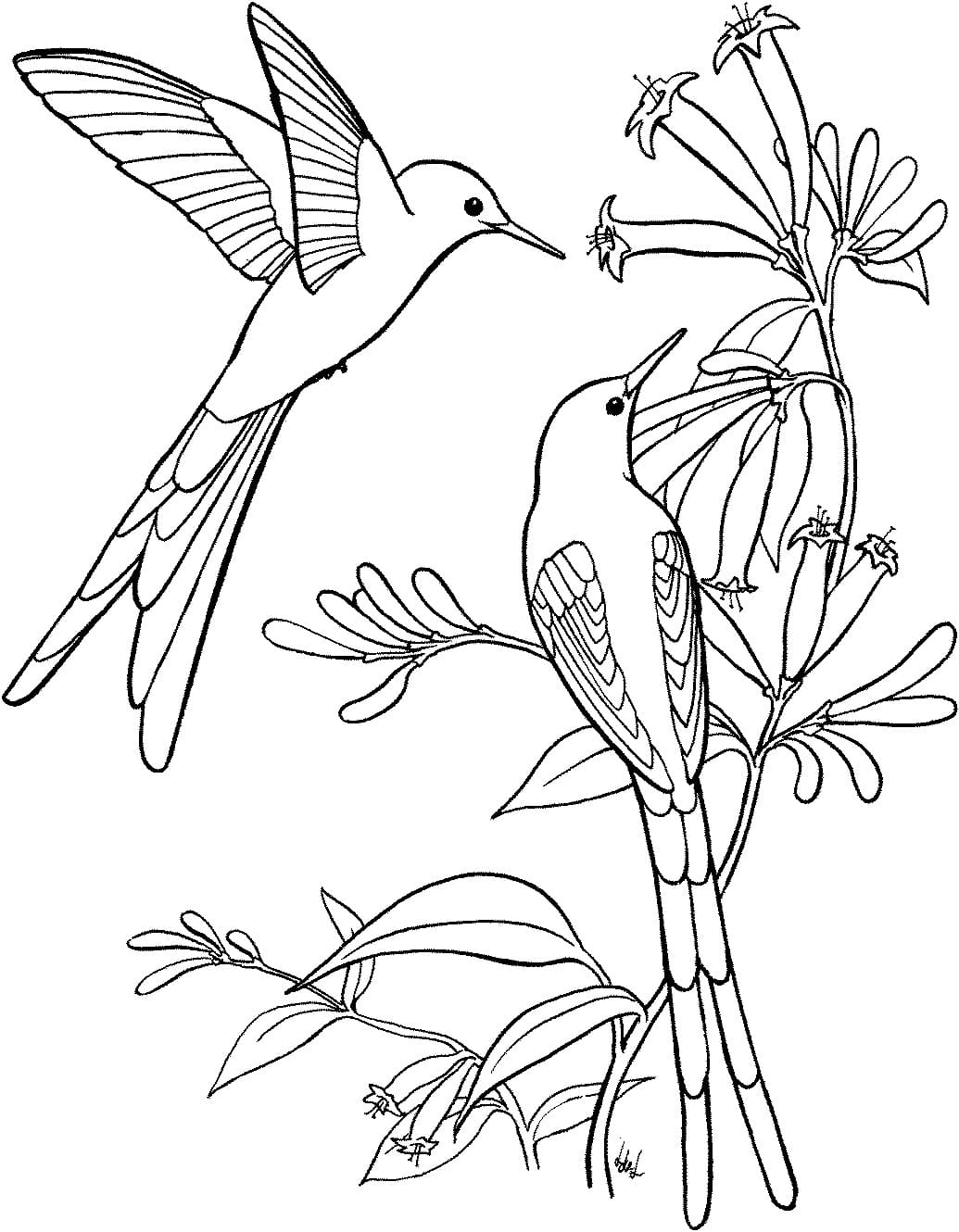 Free printable hummingbirds coloring page