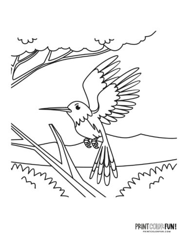 Hummingbirds coloring pages color clipart at