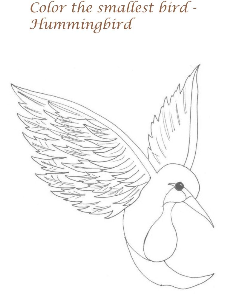 Humming bird printable coloring page for kids