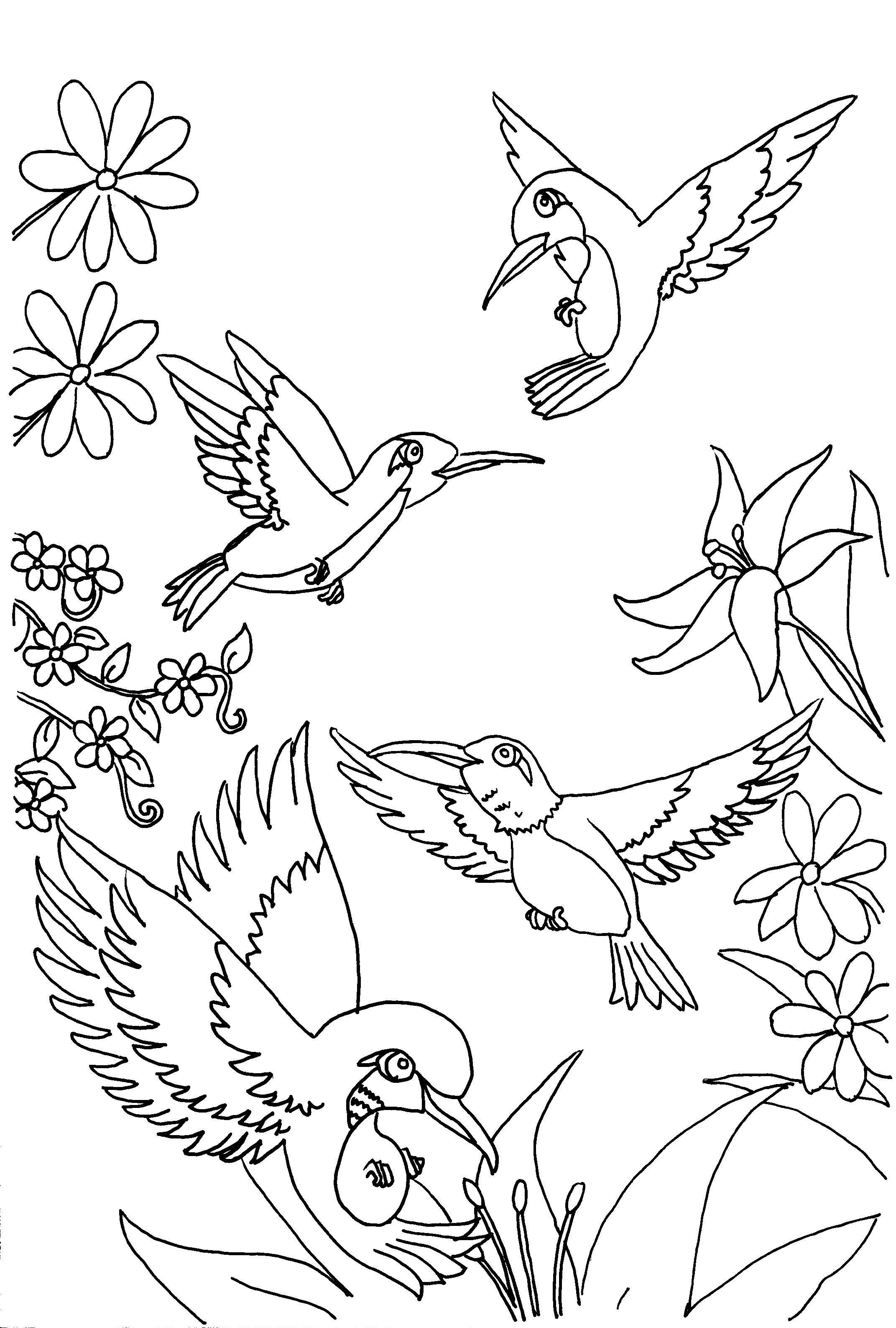 Free printable hummingbird coloring pages for kids