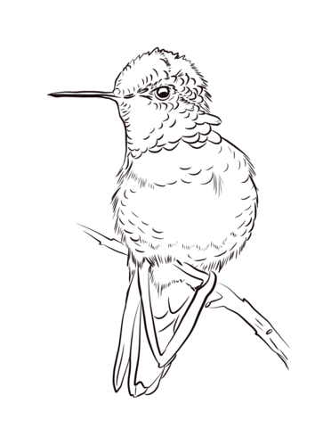 Annas hummingbird coloring page free printable coloring pages