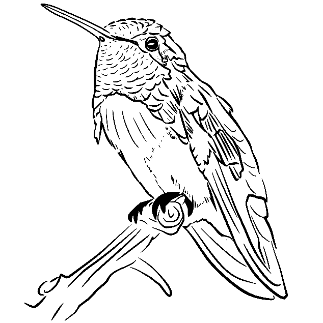 Hummingbird coloring pages printable for free download