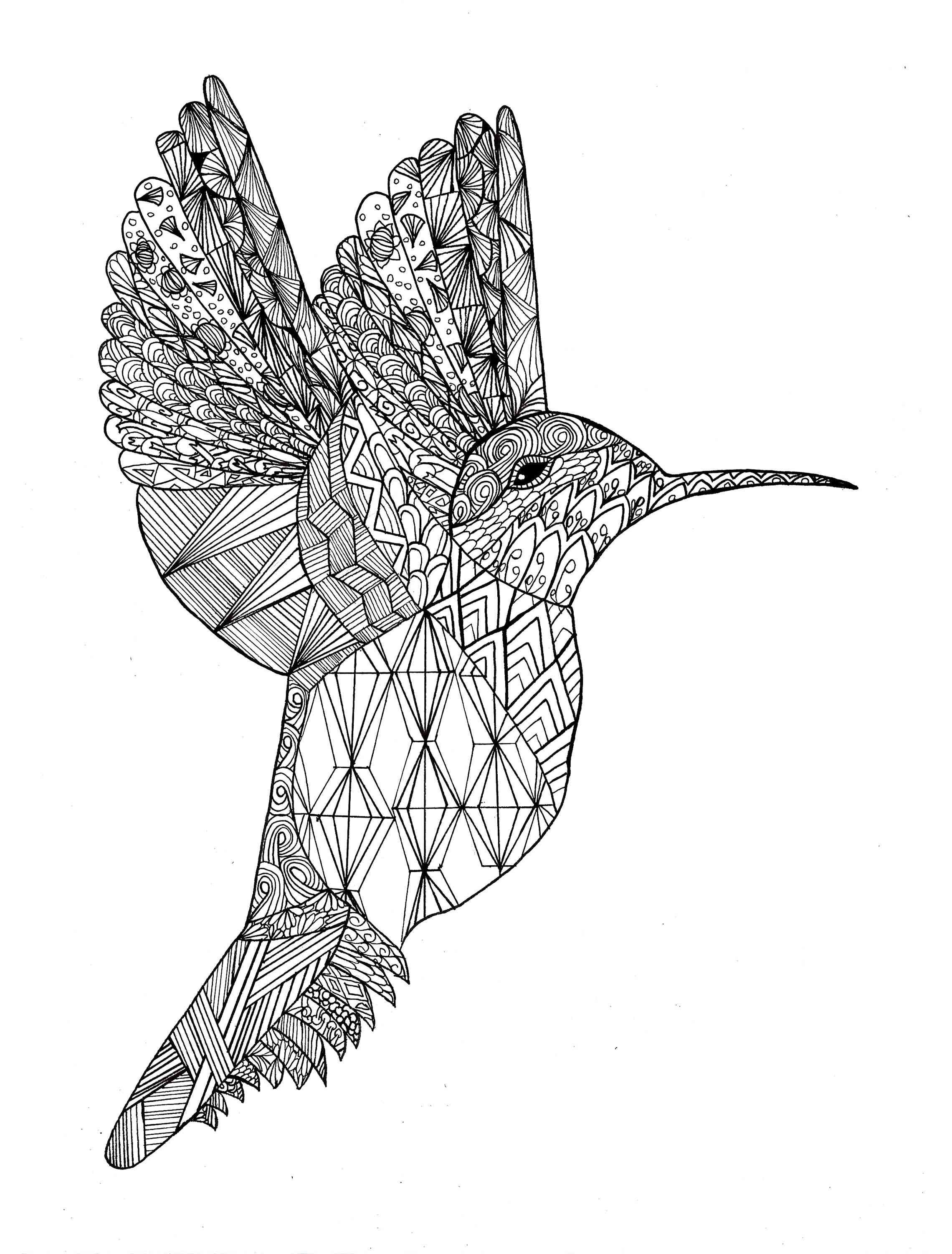 Hummingbird coloring pages for adults