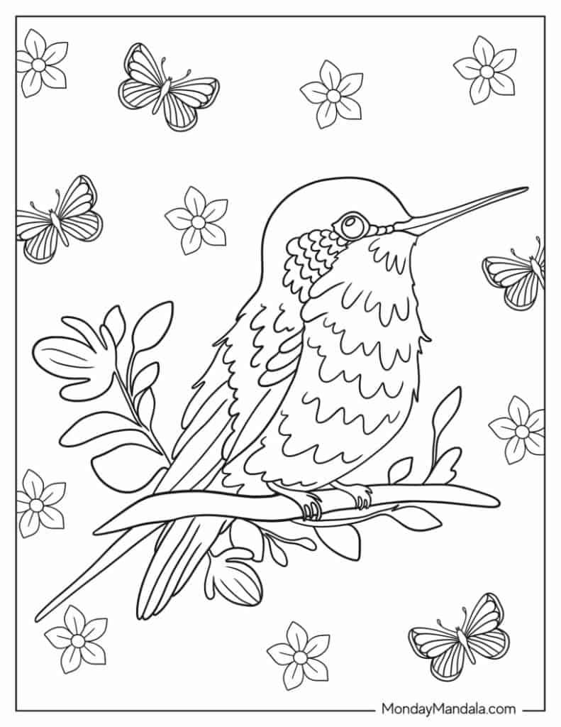 Hummingbird coloring pages free pdf printables