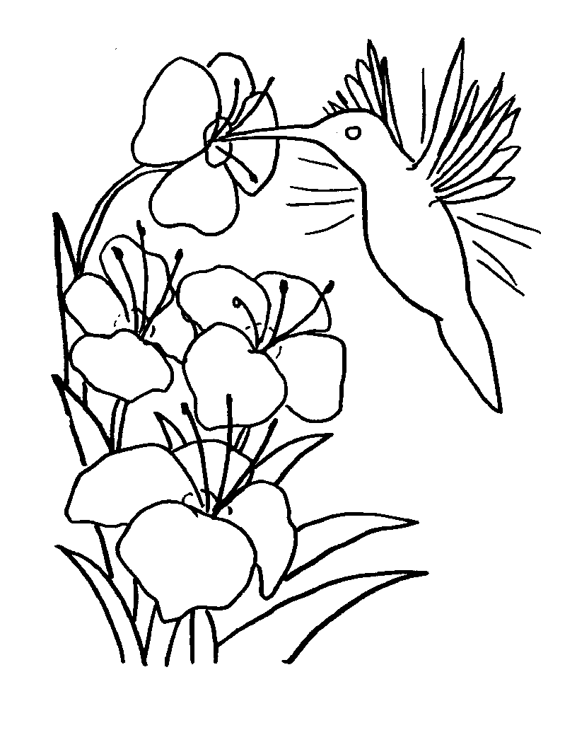 Free printable hummingbird coloring pages for kids