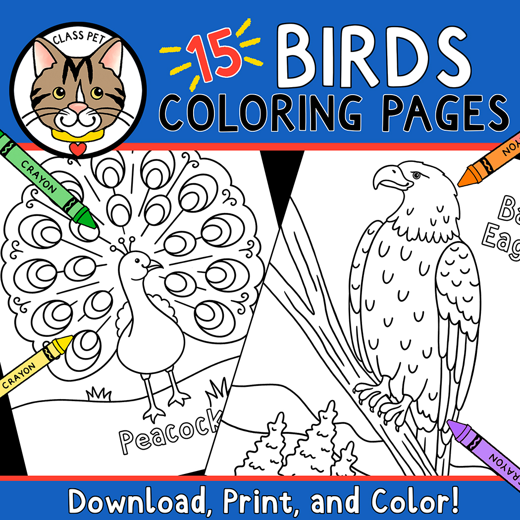 Birds coloring pages made by teachers