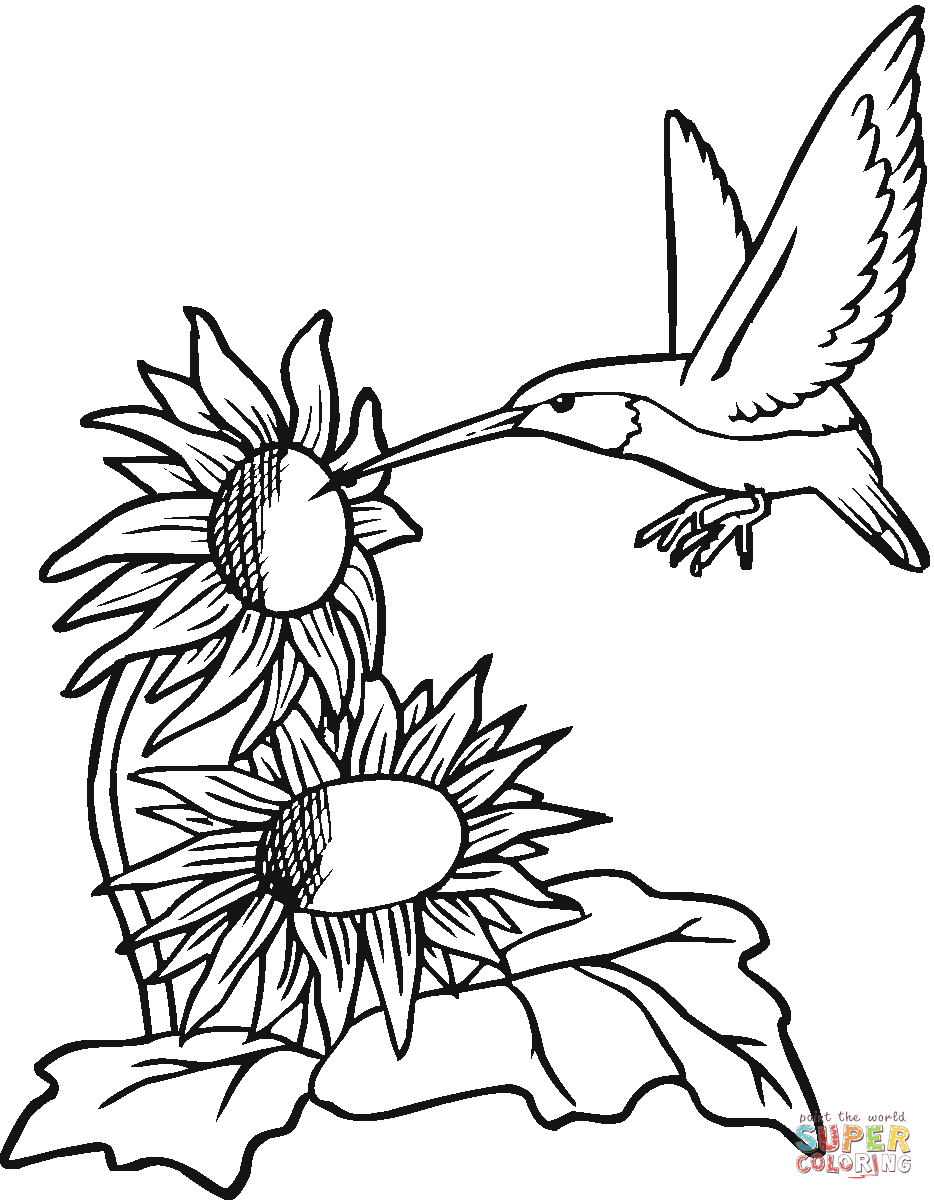 Hummingbird with sunflowers coloring page free printable coloring pages