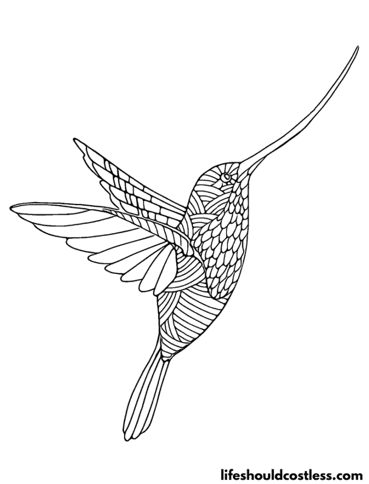 Hummingbird coloring pages free printable pdf templates