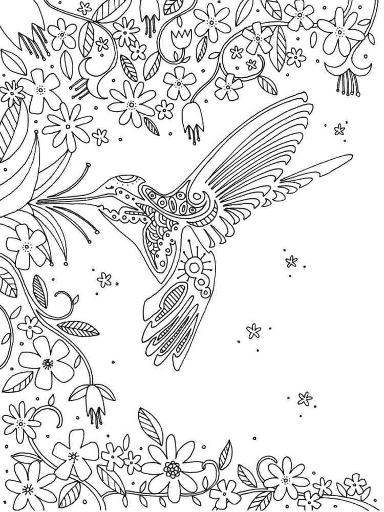 Hummingbird coloring pages for adults