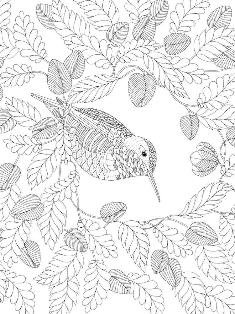 Hummingbird coloring pages for adults