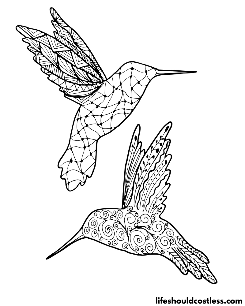 Hummingbird coloring pages free printable pdf templates